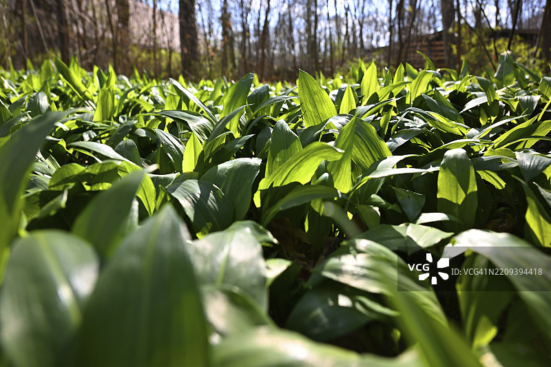 野蒜（Allium ursinum），德国巴伐利亚州慕尼黑的英式花园，欧洲图片素材