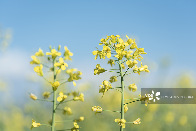 油菜花（油菜，学名：Brassica napus）特写镜头图片素材