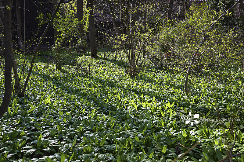野蒜（Allium ursinum），德国巴伐利亚州慕尼黑的英式花园，欧洲图片素材