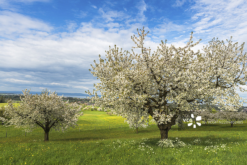 盛开的梨树在绿色的春天草地上与蒲公英相伴，远处是博登湖，瑞士图尔高州，欧洲图片素材