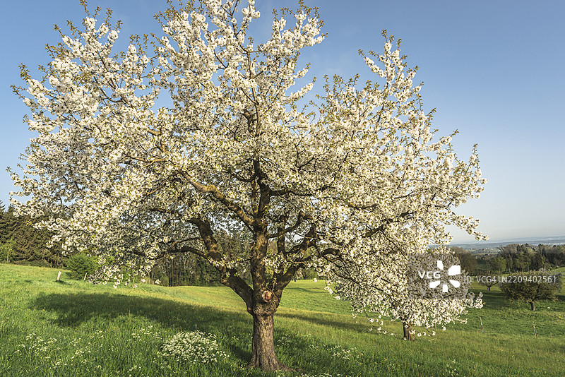 瑞士图尔高州的绿色草地上的开花梨树图片素材