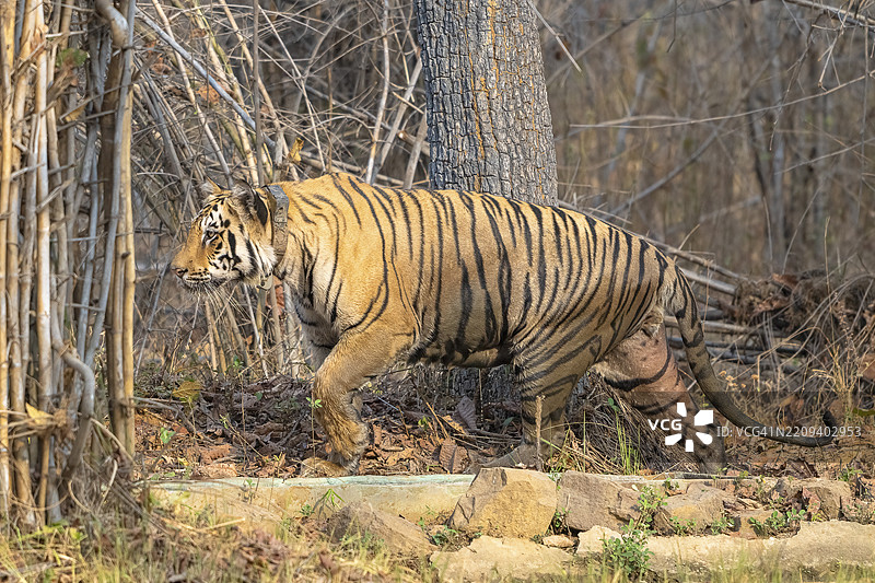 老虎（美洲虎属），孟加拉虎或印度虎，大型猫科动物（豹亚科），食肉动物（食肉目），极度濒危，GPS追踪项圈，塔多巴国家公园，虎保护区，马哈拉施特拉邦，昌德拉普尔，印度，亚洲图片素材