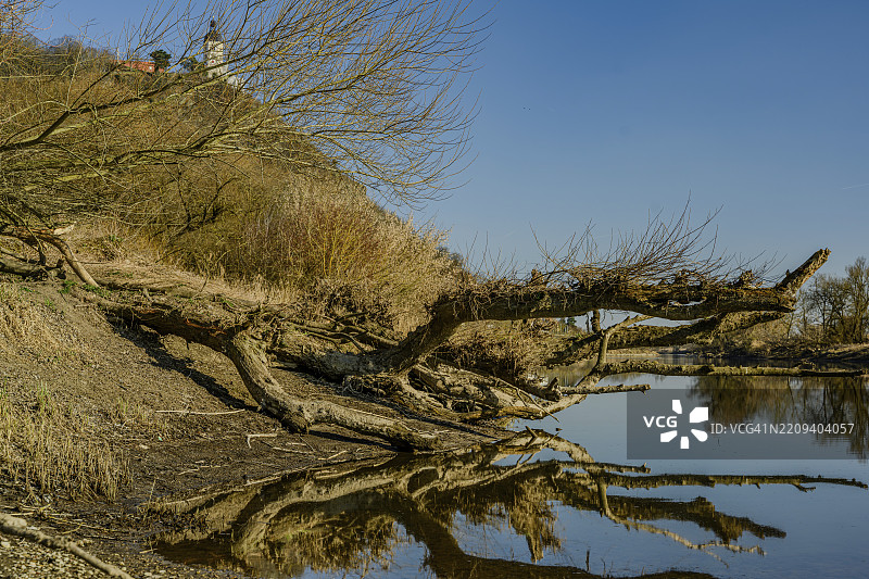 在清澈的天空下,树干的倒影映照在宁静的河流中,散发出宁静的气息,位于下巴伐利亚的多瑙河弯道的湿地森林。图片素材