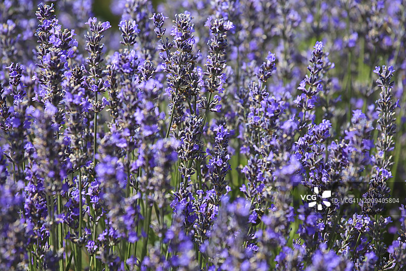 盛开的薰衣草特写，生长在郁郁葱葱的田野中。薰衣草花朵呈现出浓郁的紫色，紧密相连。背景中可以看到模糊的绿色植物和其他薰衣草花朵。一些花朵上有蜜蜂在忙碌地采集花蜜。图片素材
