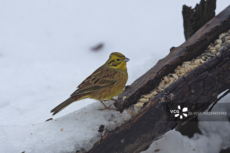 树干上有食物的黄鹀，站在右侧向下看，脚下是雪。图片素材