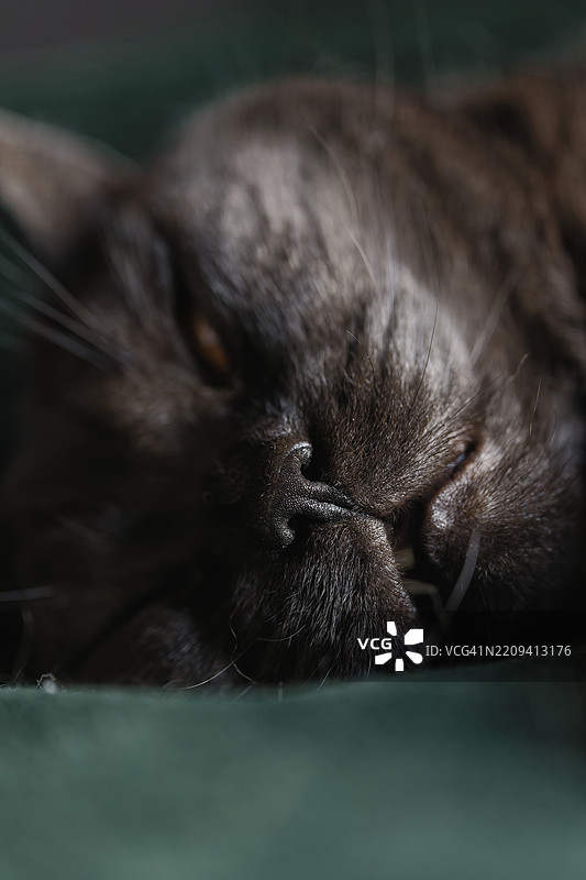 猫的嘴巴图片素材