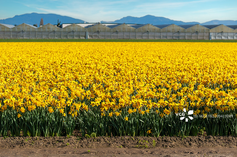 斯卡吉特谷盛开的水仙花田标志着华盛顿州西部春天的开始。图片素材