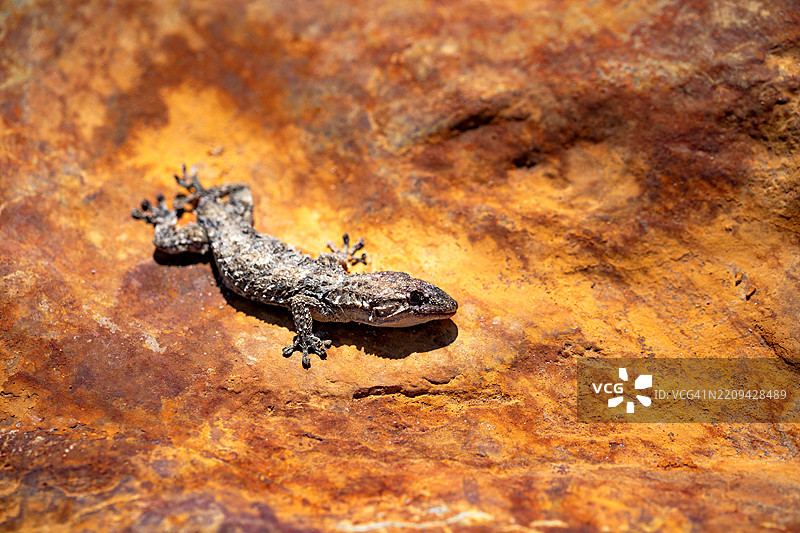 干燥的廷托河岸边的死蜥蜴。图片素材