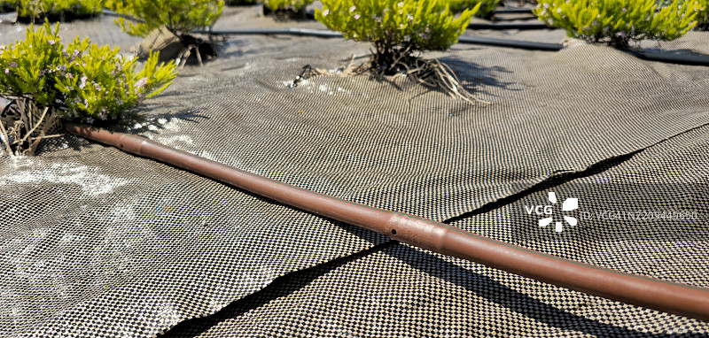 滴灌系统。图片素材