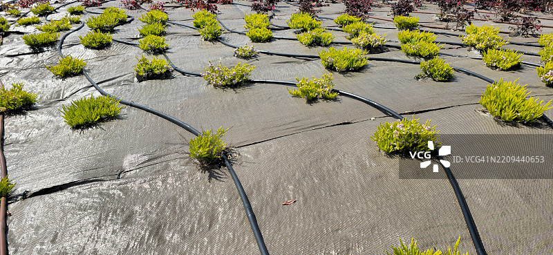 滴灌系统。图片素材