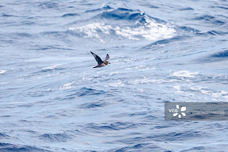 一只美丽的短尾海燕，阿登娜细嘴海燕，属于鸻科，在水中飞翔。图片素材