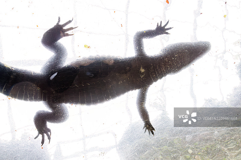 天花板上的麝香凯门鳄和侏儒凯门鳄（Paleosuchus palpebrosus，鳄鱼科）。图片素材