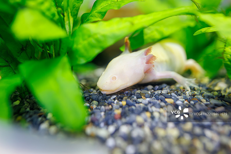 可爱的墨西哥钝口螈（Ambystoma mexicanum）。图片素材