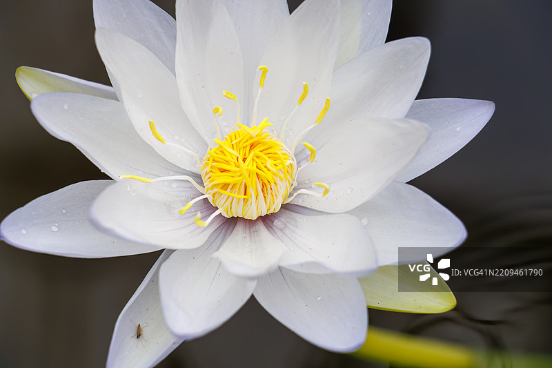 美丽的睡莲和莲花。美丽的普通展翅蜻蜓，翡翠豆娘（Lestes sponsa）。美丽的睡莲和莲花。水葱 '烟绿'。图片素材