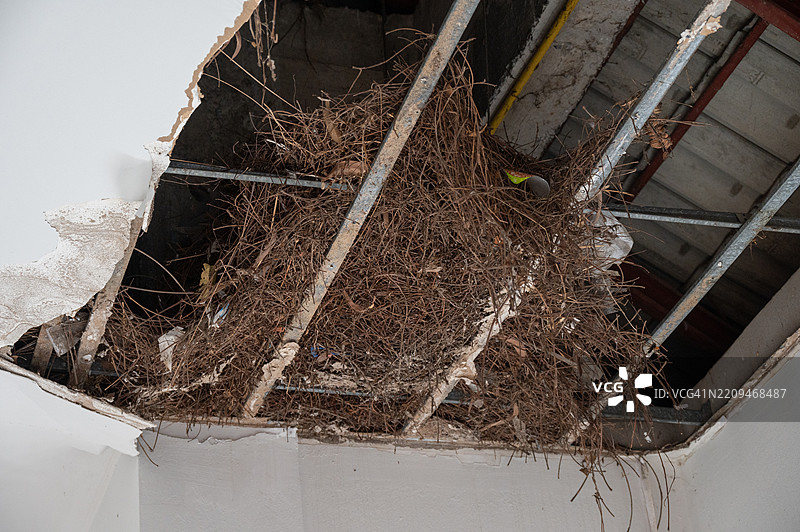 鸟巢的重量导致天花板损坏。筑巢的鸟类可能会对您家屋顶、阁楼和外部造成严重损害。图片素材