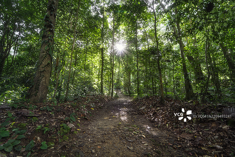 阳光照耀的宁静森林小径图片素材