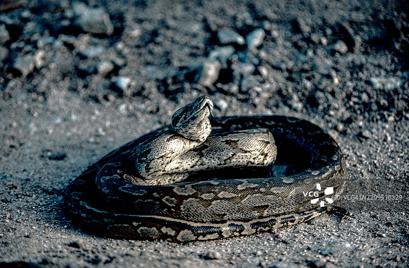 非洲蟒蛇图片素材