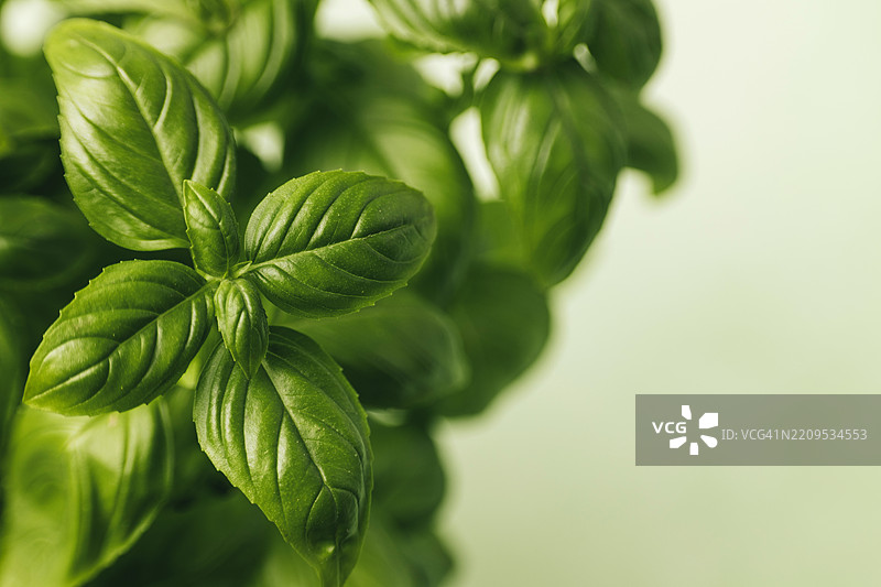 新鲜的绿色罗勒叶特写图片素材