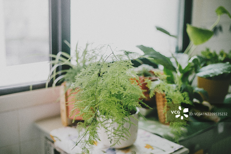 白色房间里的室内植物图片素材