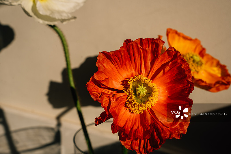 在强光下的大胆质感罂粟花束图片素材