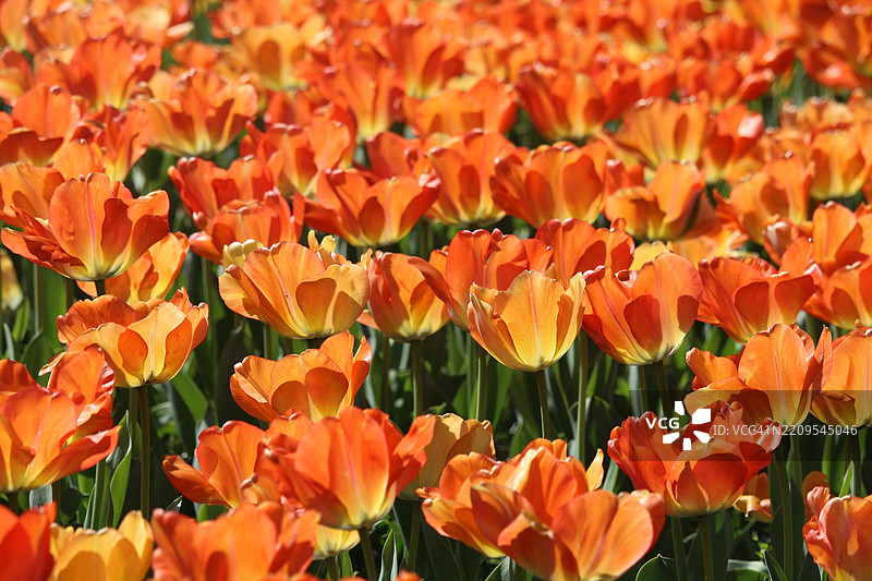 橙色郁金香的花床，舍伍德花园图片素材