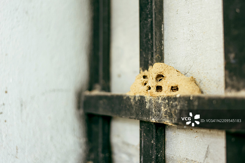 黄蜂在家中筑泥巢图片素材