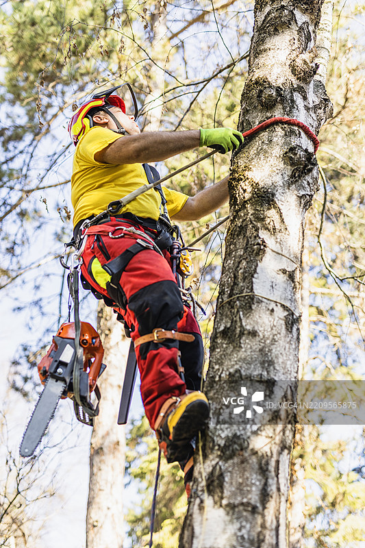 专业树艺师穿戴安全装备进行树木修剪图片素材