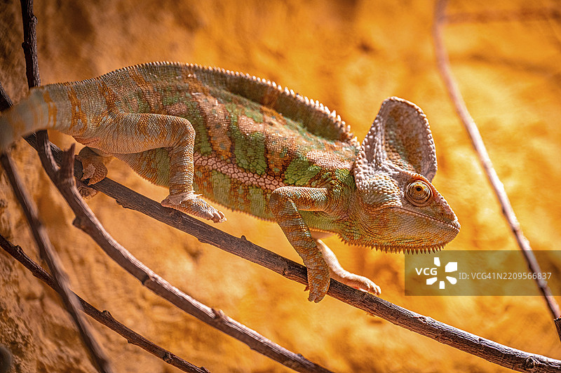 一只变色龙(Chamaeleonidae)在橙色灯光环境中小心地爬行在树枝上,德国图林根州埃尔福特。图片素材