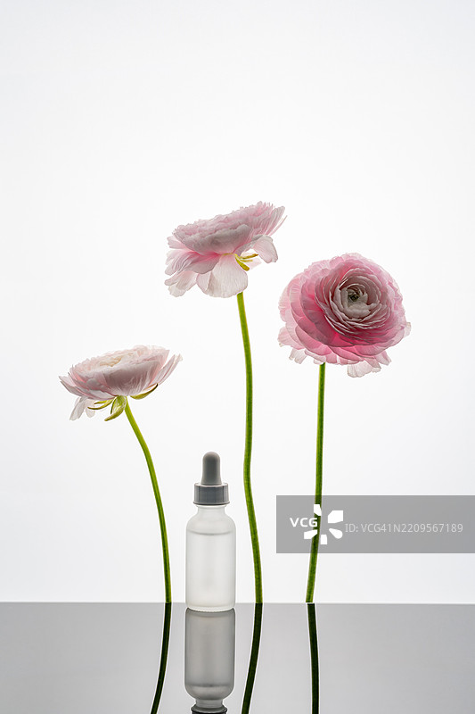 带滴管的玻璃瓶和粉色的毛茛花图片素材