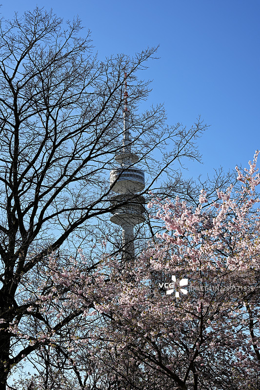 日本樱花、格兰宁樱花、东方樱花、格兰宁樱花树、日本樱花树(Prunus serrulata),在奥林匹克塔后面,奥林匹克公园,慕尼黑,巴伐利亚,德国,欧洲图片素材