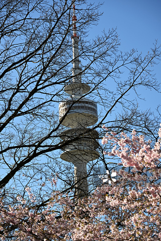 日本樱花、格兰宁樱花、东方樱花、格兰宁樱花树、日本樱花树(Prunus serrulata),在奥林匹克塔后面,奥林匹克公园,慕尼黑,巴伐利亚,德国,欧洲图片素材