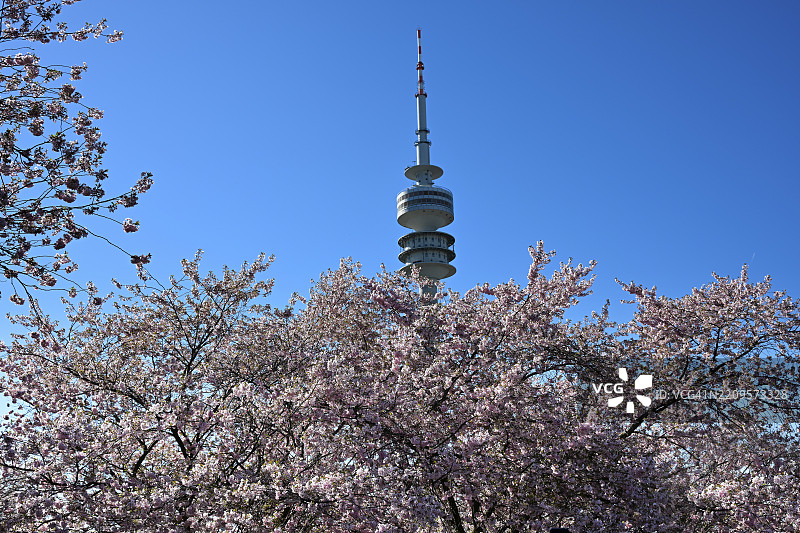 日本樱花、格兰宁樱花、东方樱花、格兰宁樱花树、日本樱花树(Prunus serrulata),位于奥林匹克塔后面,奥林匹克公园,慕尼黑,巴伐利亚,德国,欧洲图片素材