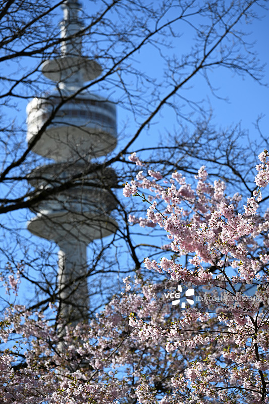 日本樱花、格兰宁樱花、东方樱花、格兰宁樱花树、日本樱花树(Prunus serrulata),位于奥林匹克塔后面,慕尼黑奥林匹克公园,巴伐利亚,德国,欧洲图片素材