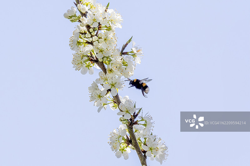 大黄蜂（Bombus）在花朵上觅食图片素材