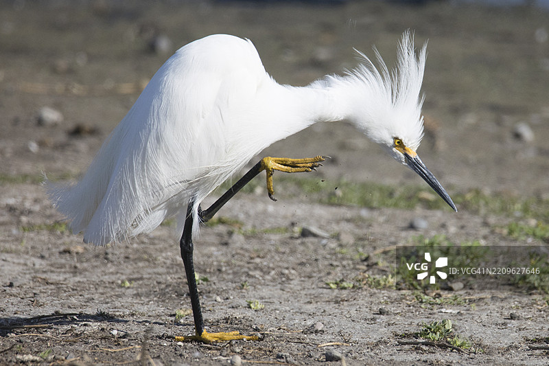 雪白鹭用爪子抓挠图片素材