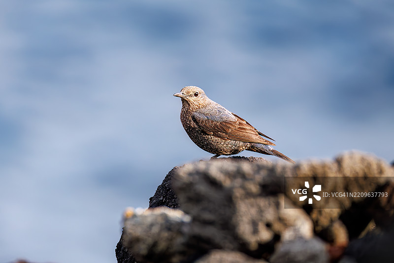 美丽的蓝岩鹨（Monticola solitarius，贝维克的知更鸟科）拍打着翅膀飞出。日出时分的底古港和底古海滩。八丈岛，伊豆群岛，东京 - 2025年3月2日。图片素材
