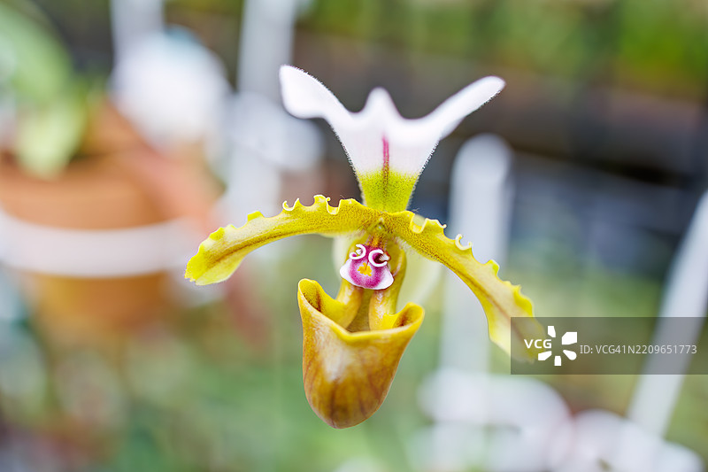 美丽的兰花（兰科）。兜兰图片素材