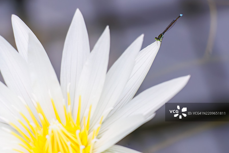 美丽的睡莲和荷花。一只美丽的普通展翅蜻蜓，翡翠小蜻蜓（Lestes sponsa）。水葱 '烟绿'。图片素材