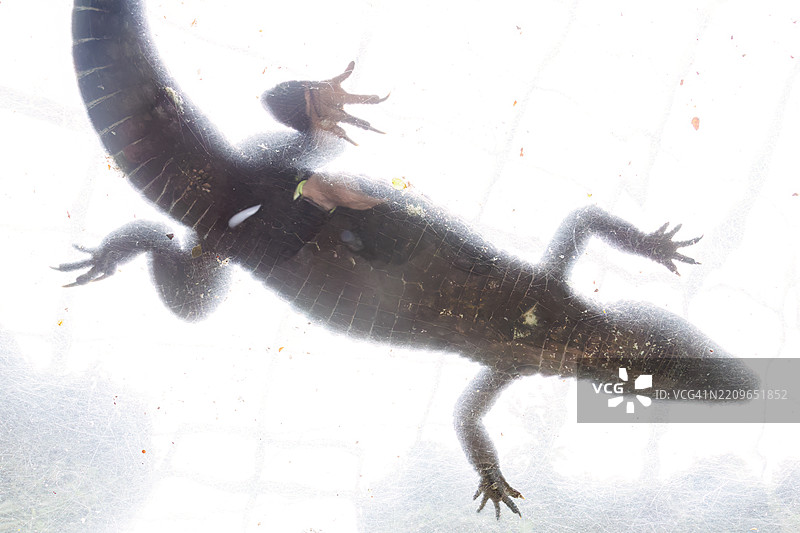 天花板上的麝香凯门鳄和侏儒凯门鳄（Paleosuchus palpebrosus，鳄鱼科）。图片素材