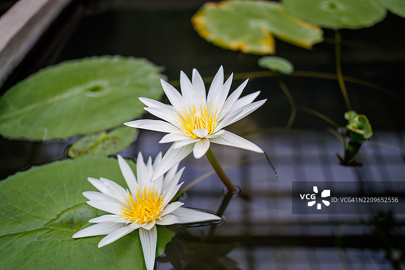 美丽的睡莲和荷花。一只美丽的普通展翅蜻蜓，翡翠小蜻蜓（Lestes sponsa）。水葱 '烟绿'。图片素材