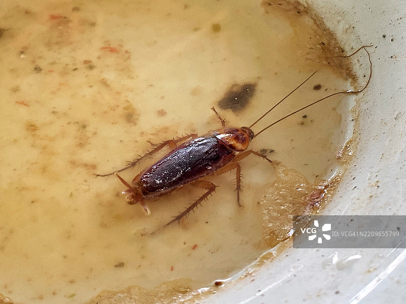 盘子上的死蟑螂特写图片素材