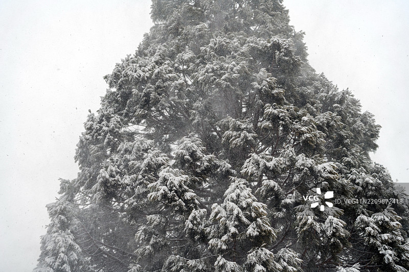 高耸的松树迎接风暴图片素材