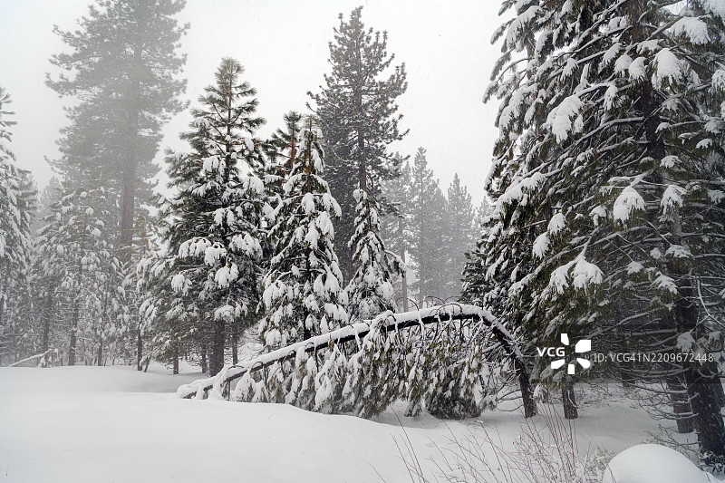 冬季白out：塔霍环道暴风雪徒步冒险，雪覆盖的内华达山脉图片素材