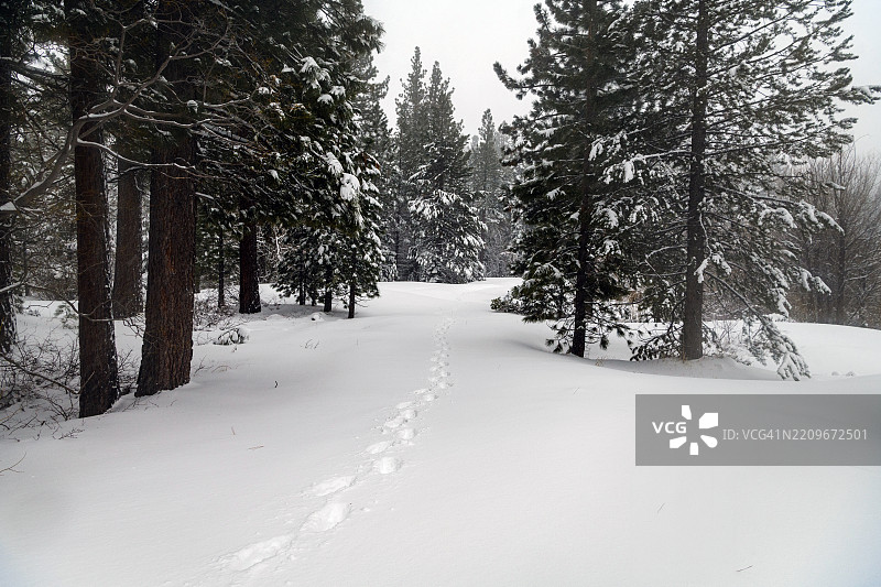 冬季白out：塔霍环道暴风雪徒步冒险，雪覆盖的内华达山脉图片素材