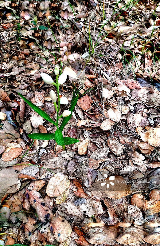 狭叶黑根兰图片素材