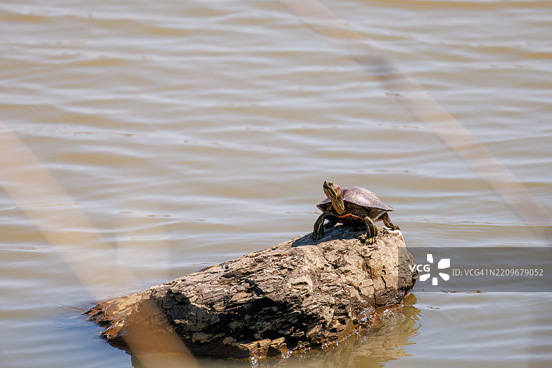 一只红耳龟（Trachemys scripta，Testudo graeca）从水中浮出水面。图片素材