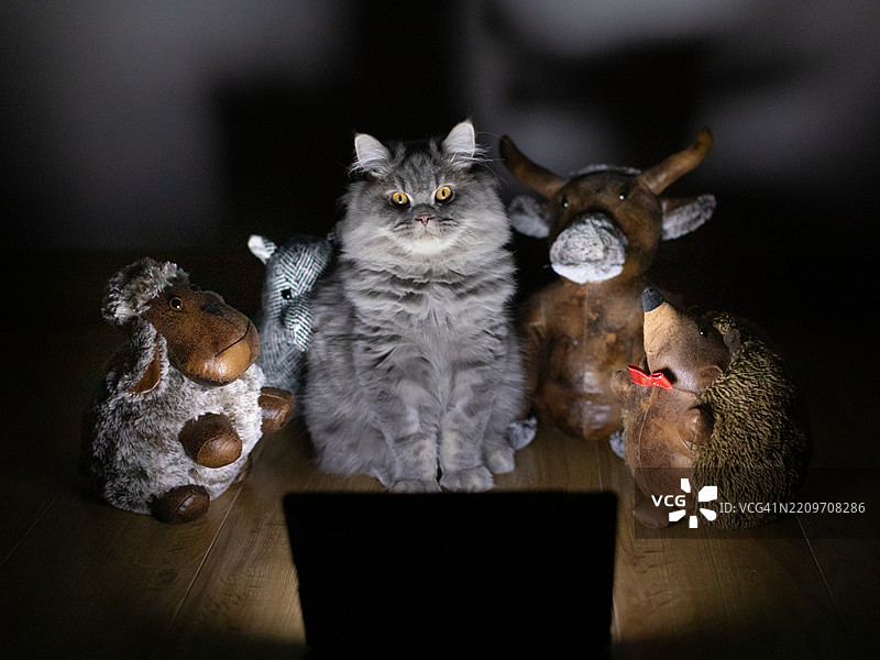 灰色英国长毛猫仔在看恐怖电影，旁边有各种软玩具图片素材
