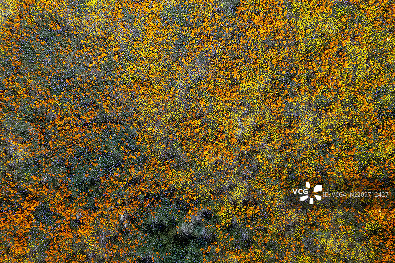 野花草甸的俯视图图片素材