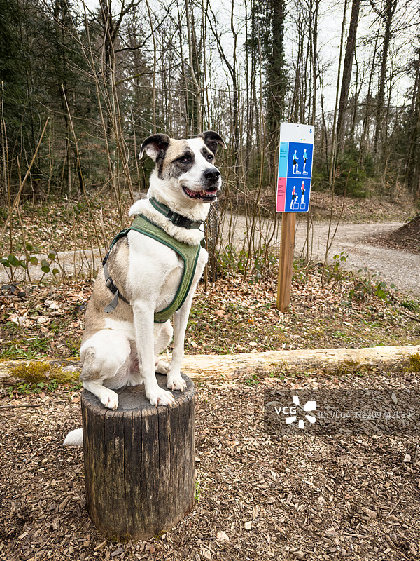 罗马尼亚牧羊犬杂交犬坐在树林中的健身小道上的一根原木上图片素材