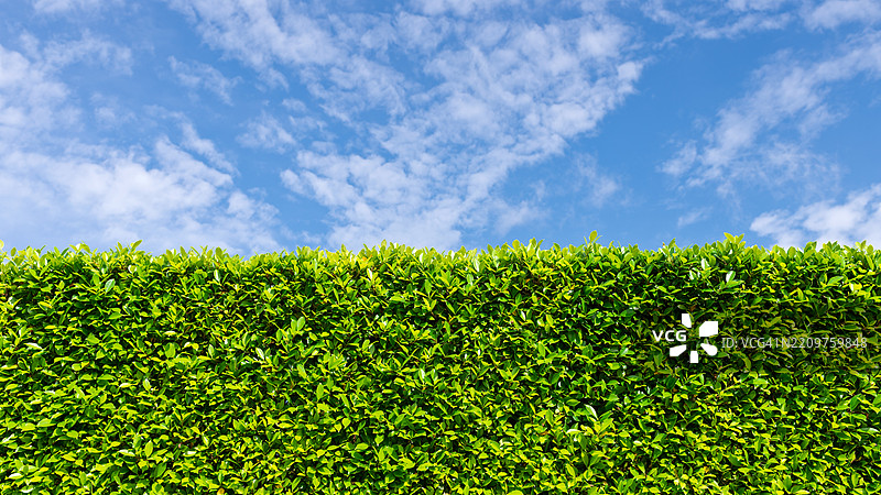 灌木篱笆和阳光明媚的天空，背景图片素材
